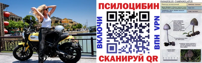 Псилоцибиновые грибы мицелий Бор